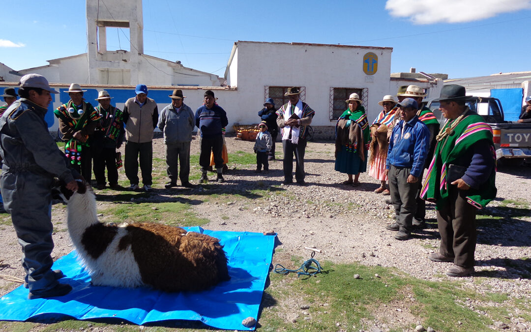 Valorización de los Productos de la Llama